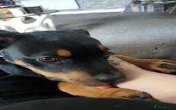 Rottweiler dogs for sale: Rottweiler - Image 6
