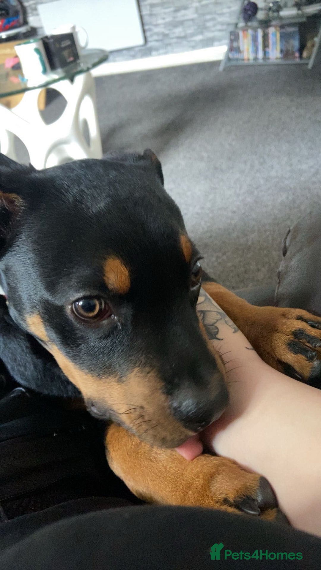 Rottweiler dogs for sale: Rottweiler - Image 6