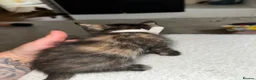 American Shorthair cats for sale: 2 Ginger/Blonde boys , 4 calico girls - Advert 29