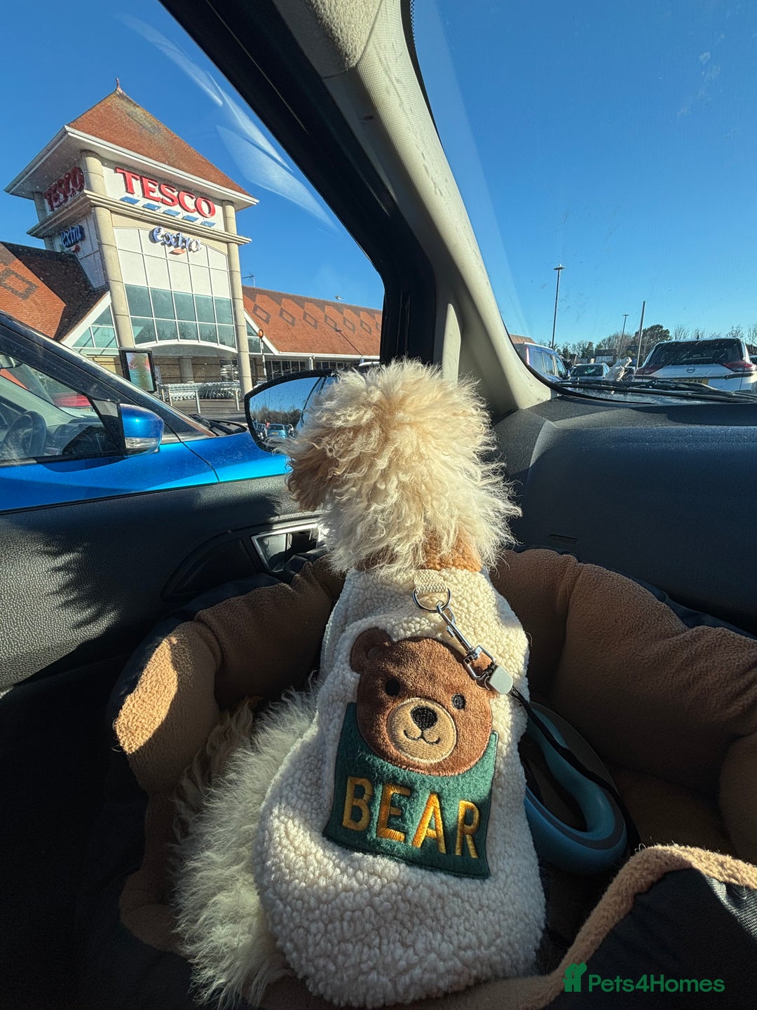 Toy Poodle dogs for sale: Toy poodle  - Advert 3