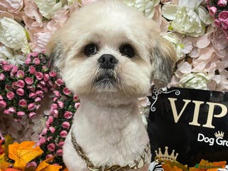 Lhasa Apso dogs Tans and white KC boy Kenzo in Doncaster - Advert 4