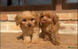 Cavapoo dogs for sale: Beautiful purebred Cavapoo Puppies - Image 23