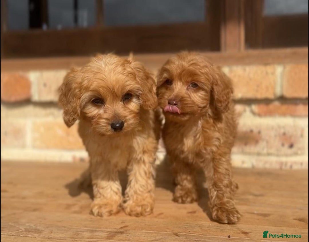 Cavapoo dogs for sale: Beautiful purebred Cavapoo Puppies - Image 23