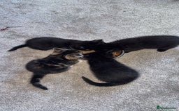 Mixed Breed cats for sale: 4 mixed breed kittens looking for forever homes.  - Image 7