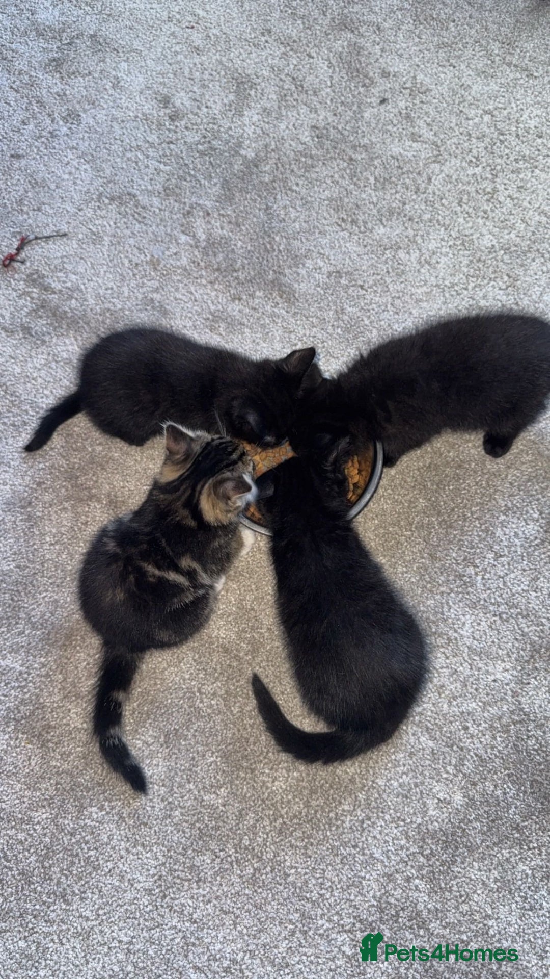 Mixed Breed cats for sale: 4 mixed breed kittens looking for forever homes.  - Image 7