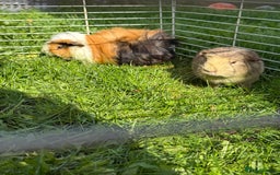 Guinea Pig rodents for sale: Two beautiful male guinea pigs for sale.  - Image 3