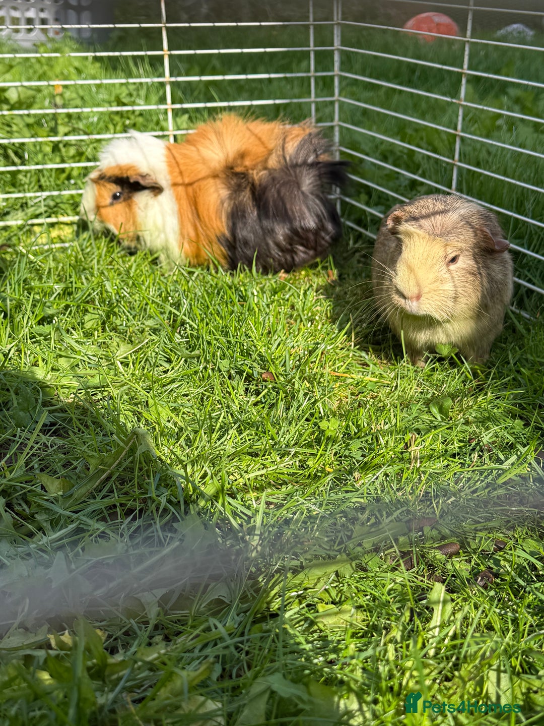 Guinea Pig rodents for sale: Two beautiful male guinea pigs for sale.  - Image 3