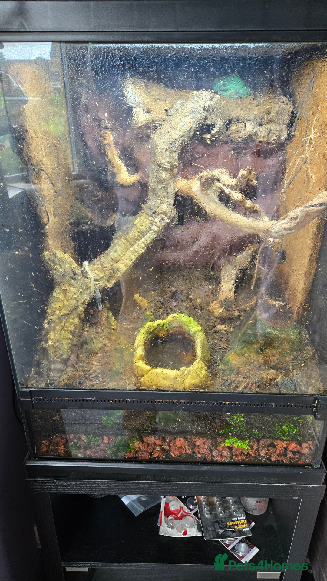 Frog reptiles for sale: 2x Male Whites tree frog and set up - Image 2