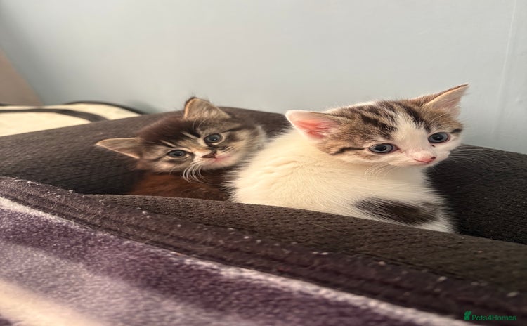 Mixed Breed cats - Advert 11