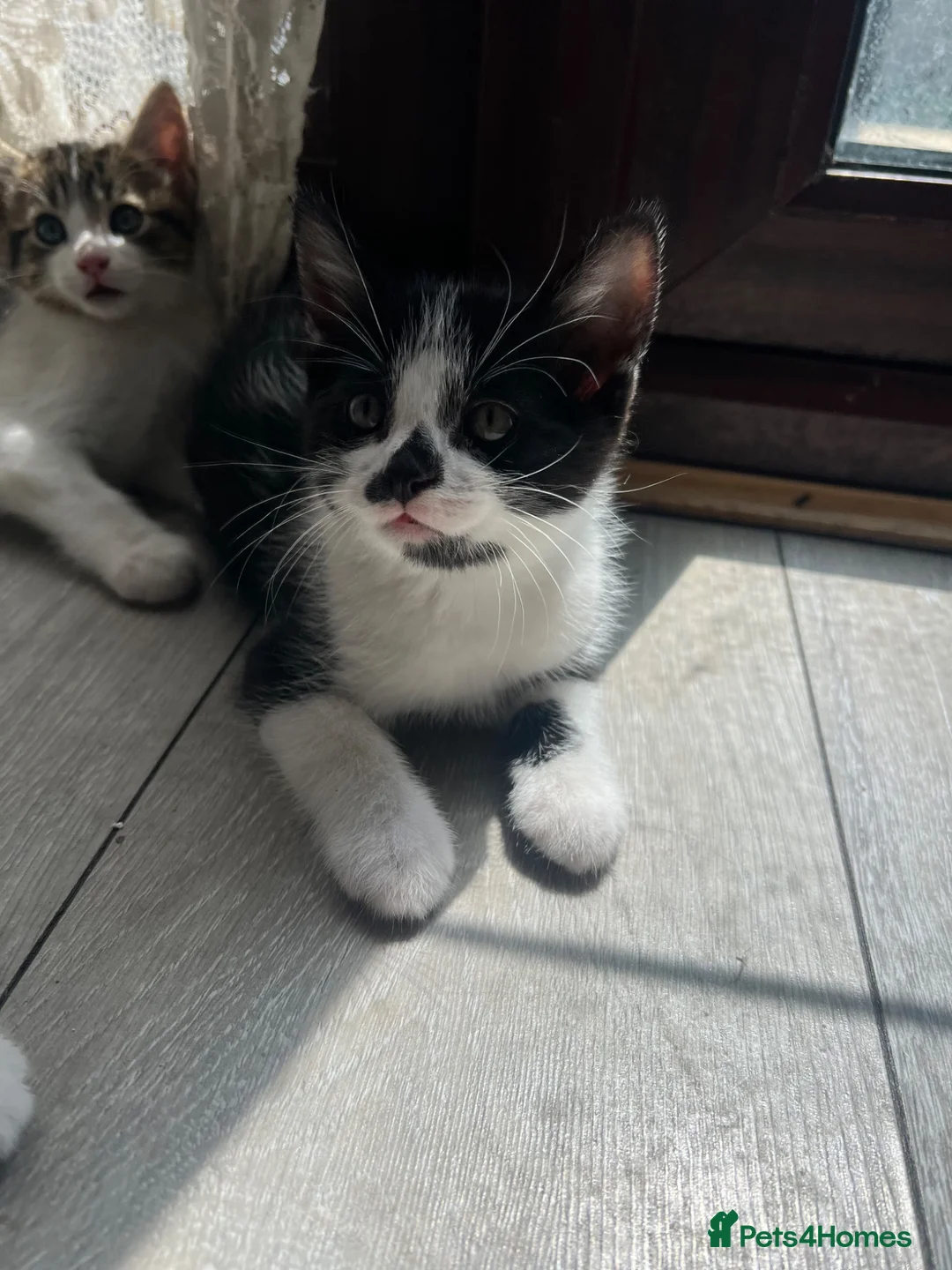 Mixed Breed cats for sale: Kittens  - Advert 2