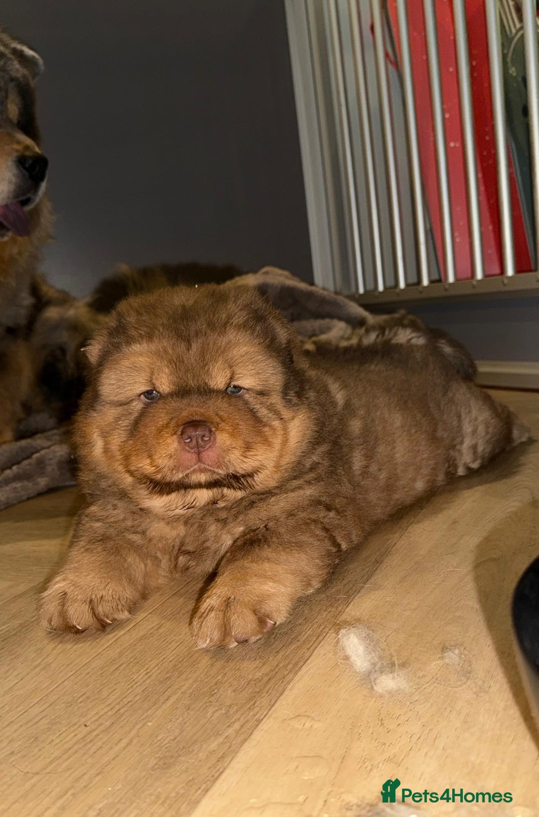 Chow Chow dogs for stud: Taco - a KC-registered Chocolate Fawn Tan Carrier - Advert 6