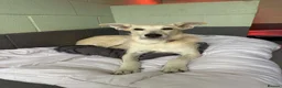 Mixed Breed dogs for adoption: Pretty Peggy looking for her family - Advert 8
