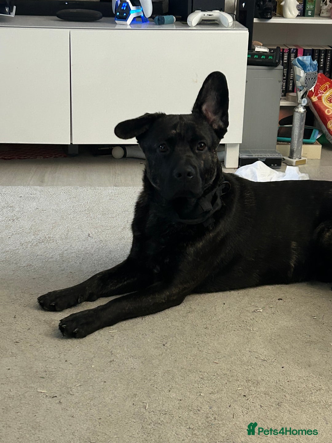 Mixed Breed dogs for sale: Very friendly, amazing pup - Advert 1