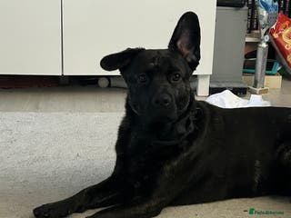 Mixed Breed dogs Very friendly, amazing pup - Advert 1