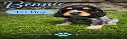 Cocker Spaniel dogs for sale: Adorable Show Type Cocker Spaniel puppies - Advert 3
