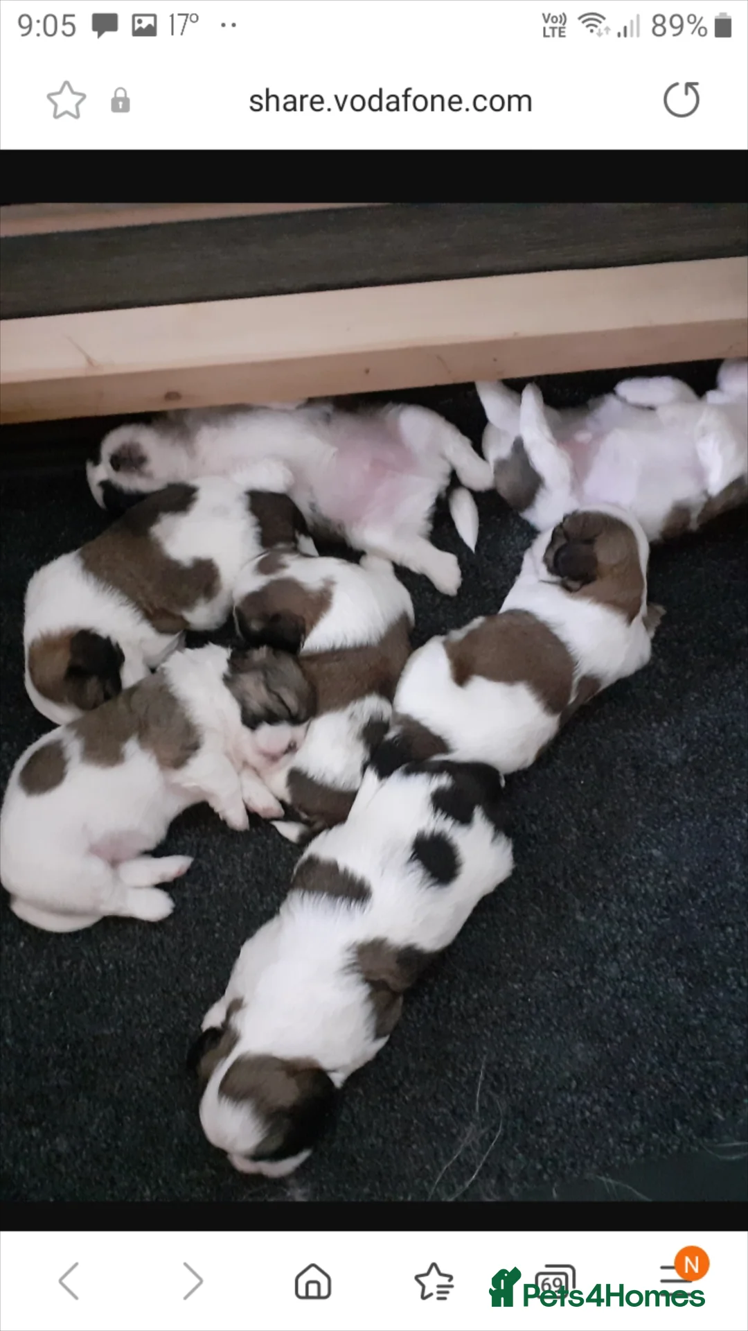 Shih Tzu dogs for stud: Stud dog in Bridgend - Advert 5