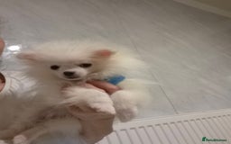 Pomeranian dogs for sale: 💝💝High-quality Korea/Russia Beautiful boys💝💝 - Image 21