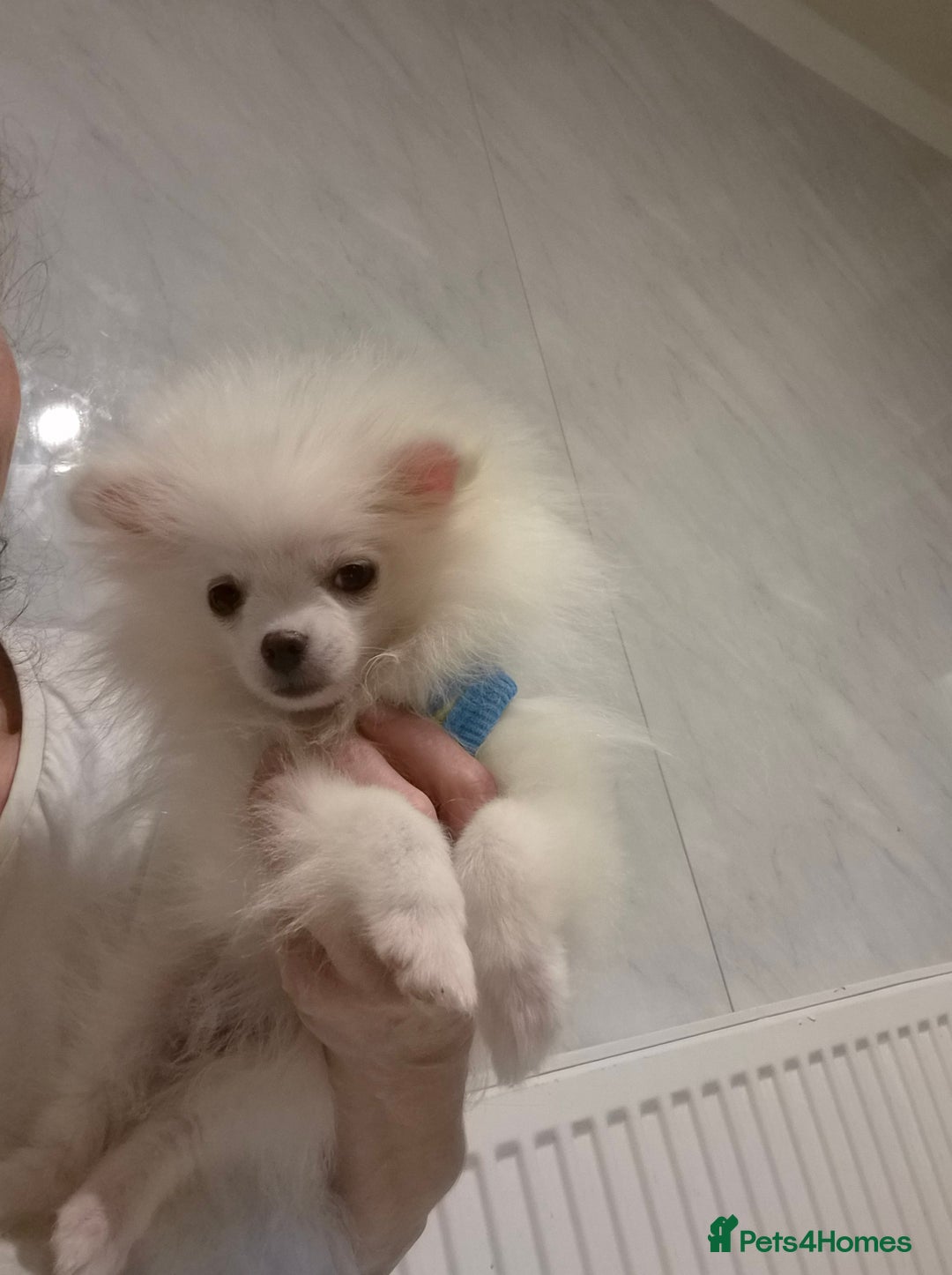 Pomeranian dogs for sale: 💝💝High-quality Korea/Russia Beautiful boys💝💝 - Image 21