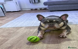 French Bulldog dogs for sale: 6 year old frenchie for sale  - Image 2