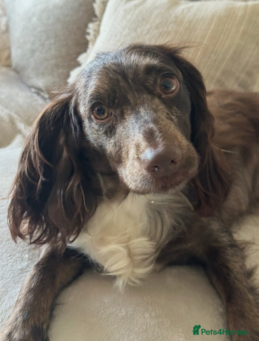 Cocker Spaniel dogs for sale: Female merle cocker spaniel  - Advert 16