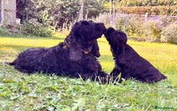 Cocker Spaniel dogs for sale: Beautiful pedigree show type cocker spaniels - Image 12