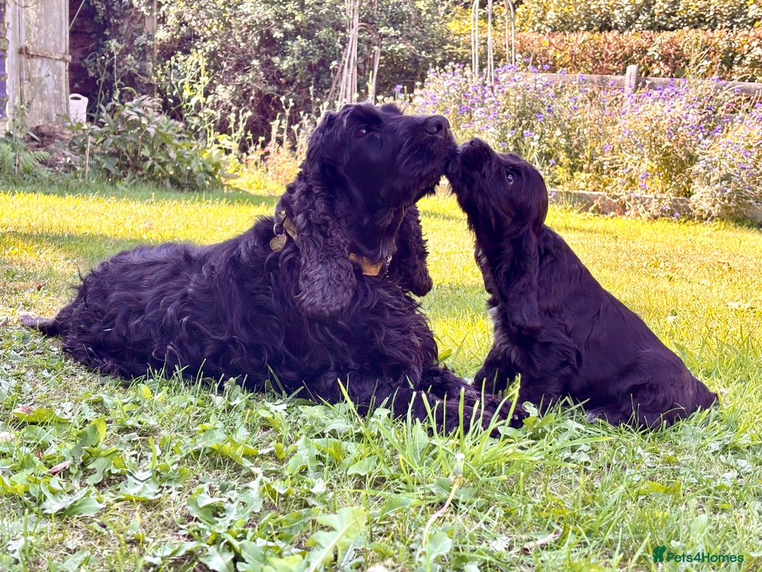 Cocker Spaniel dogs for sale: Beautiful pedigree show type cocker spaniels - Image 12