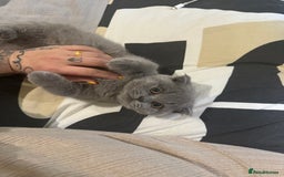 British Shorthair cats for sale: Beautiful british short hair/scottish folds - Image 4