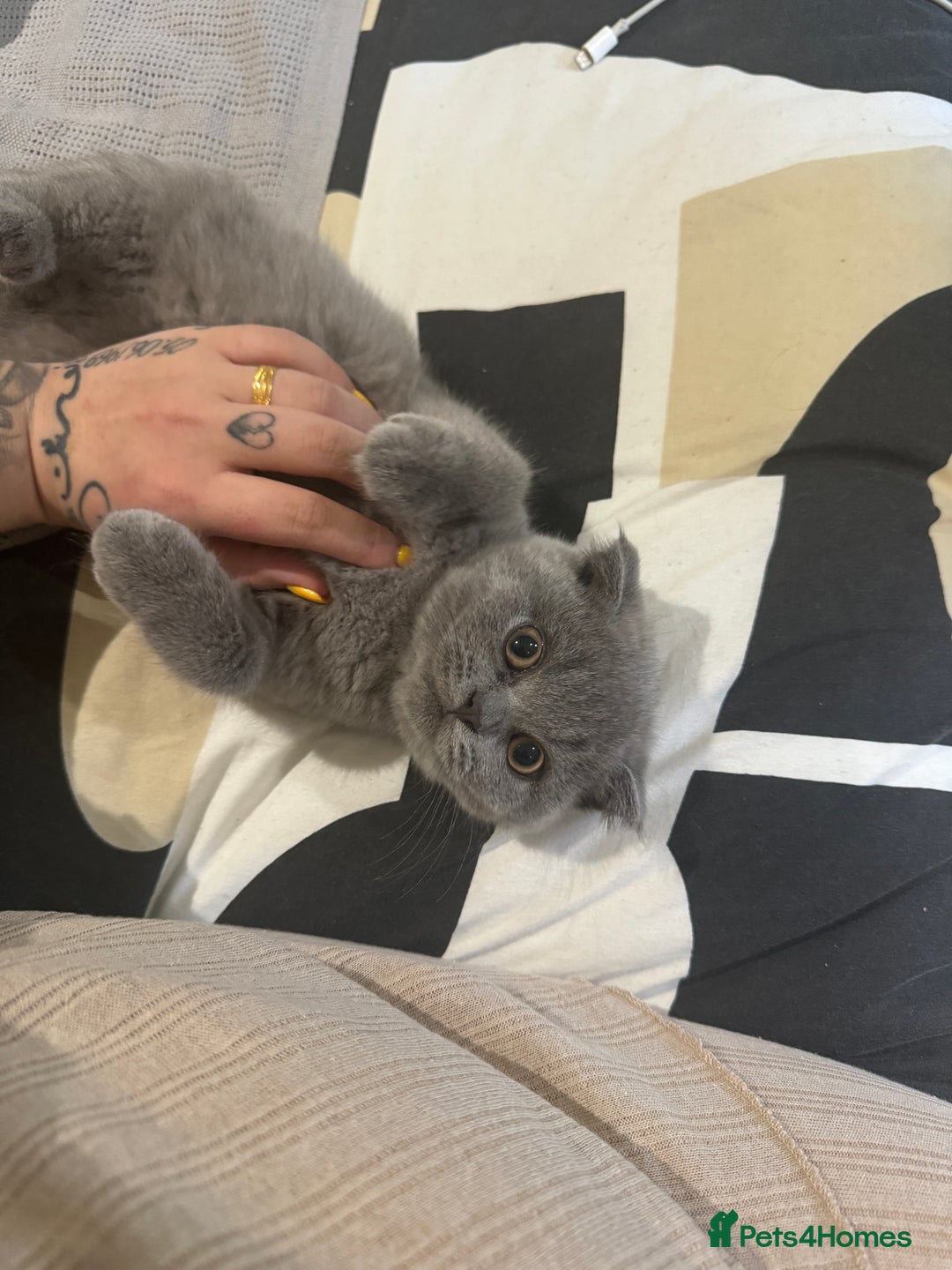 British Shorthair cats for sale: Beautiful british short hair/scottish folds - Image 4