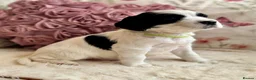 Sprocker dogs for sale: Sprocker Spaniel pups  in Stranraer - Advert 21