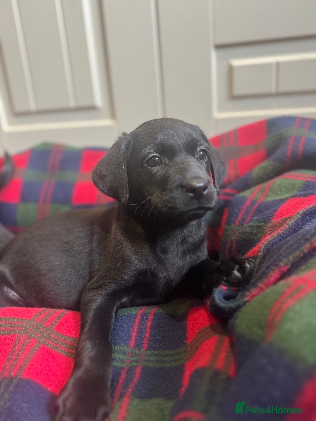 Labrador Retriever dogs for sale: KC registered working line- health tested parents  - Image 4