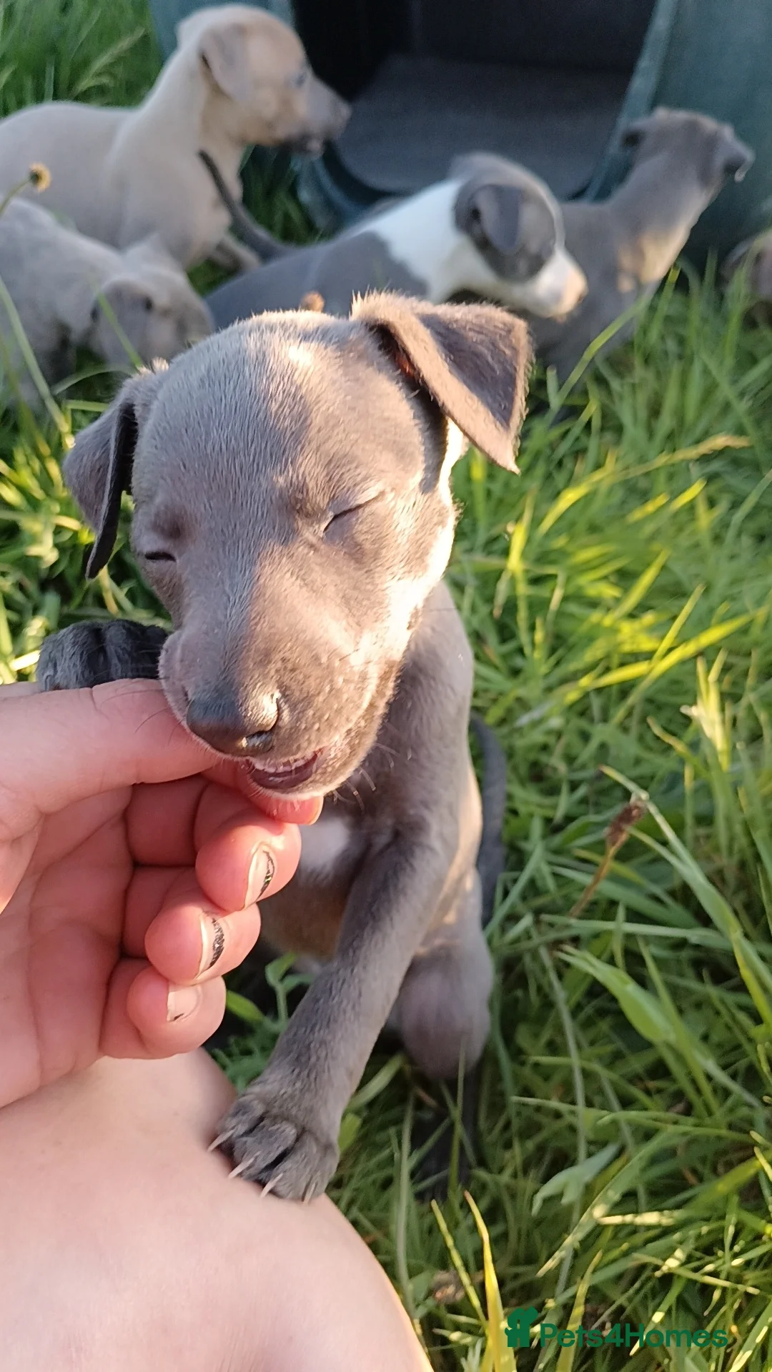 Whippet dogs for sale: 8 stunning puppies  in Okehampton - Advert 15