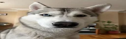 Siberian Husky dogs for sale: Siberian Husky boy  - Advert 7
