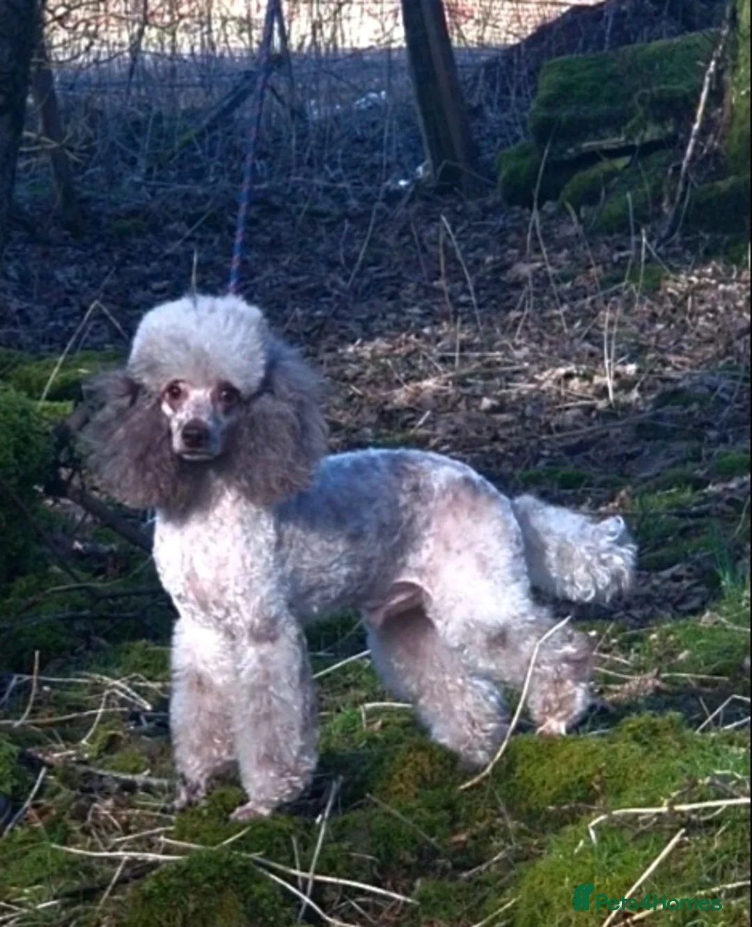 Poodle dogs for stud:  CHOCOLATE MERLE PHANTOM CARRYING PARTI in Todmorden - Advert 3