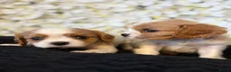 Cavalier King Charles Spaniel dogs for sale: Last one - Ready to go - Beautiful KC Registered  - Advert 9