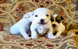 Jack Russell dogs for sale: Tremendous JRT puppies  - Image 13