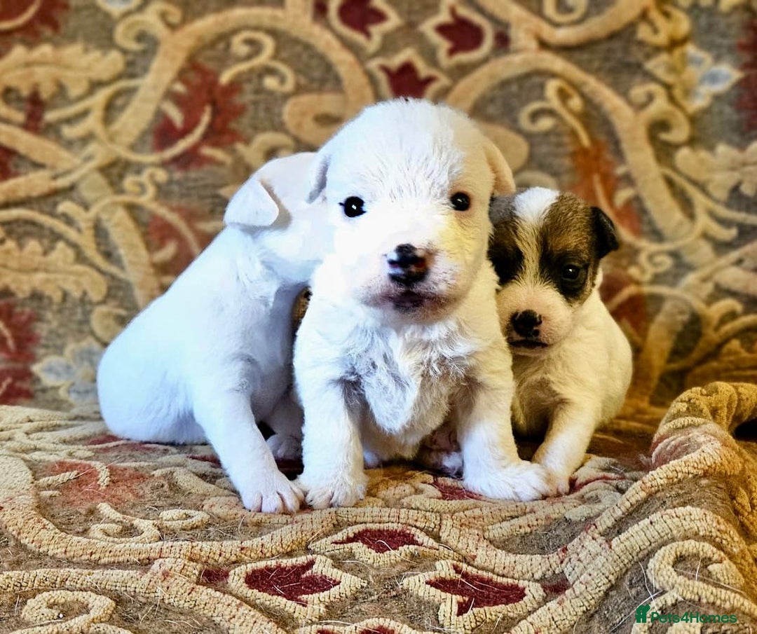 Jack Russell dogs for sale: Tremendous JRT puppies  - Image 13