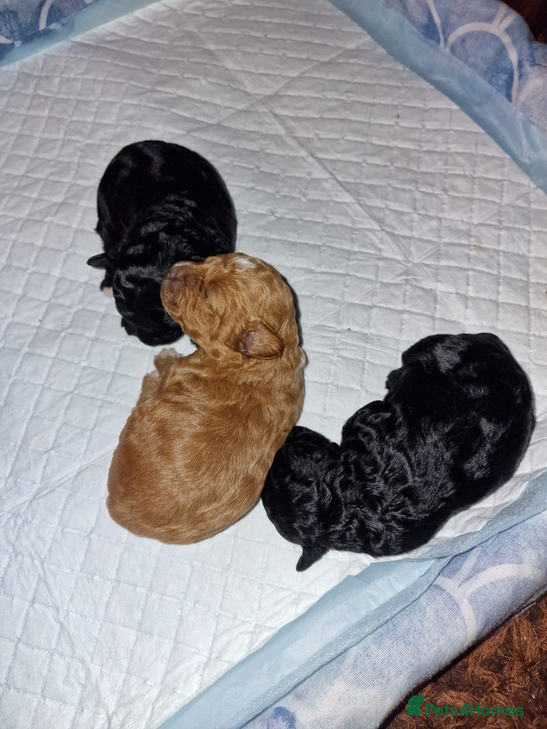 Cockapoo dogs for sale: COCKAPOO F3BB - Advert 3