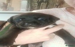 Mixed Breed dogs for sale: Lab cross  - Image 7