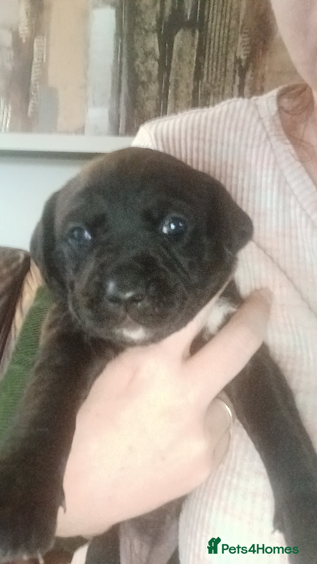 Mixed Breed dogs for sale: Lab cross  - Image 7