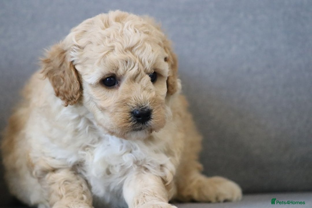 Cavapoochon dogs for sale: Cavapoochon puppies for sale - Advert 27