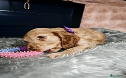 Cocker Spaniel dogs for sale: STUNNING LITTER OF KC SHOW COCKER SPANIEL PUPS!  - Image 9