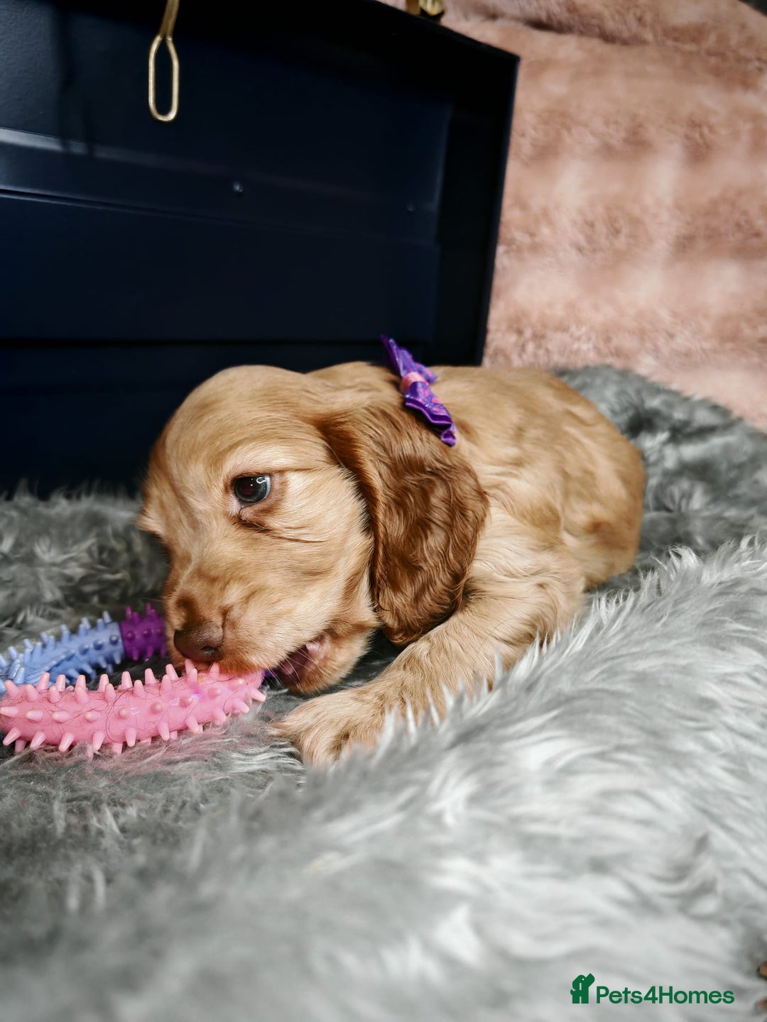 Cocker Spaniel dogs for sale: STUNNING LITTER OF KC SHOW COCKER SPANIEL PUPS!  - Image 9