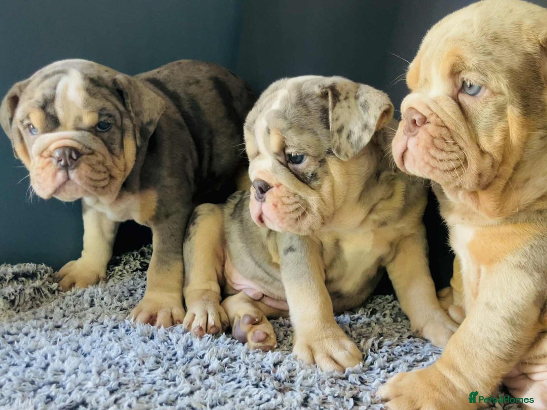 English Bulldog dogs for sale: READY NOW LILAC MERLE ENGLISH BULLDOG BOY in Gunnislake - Image 18