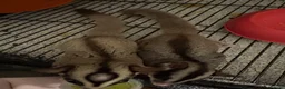 Sugar Glider rodents for sale: 3 Sugar Gliders in Plymouth - Advert 12