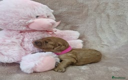 Cavapoo dogs for sale: Beautiful F1 Cavapoo puppies - Image 7