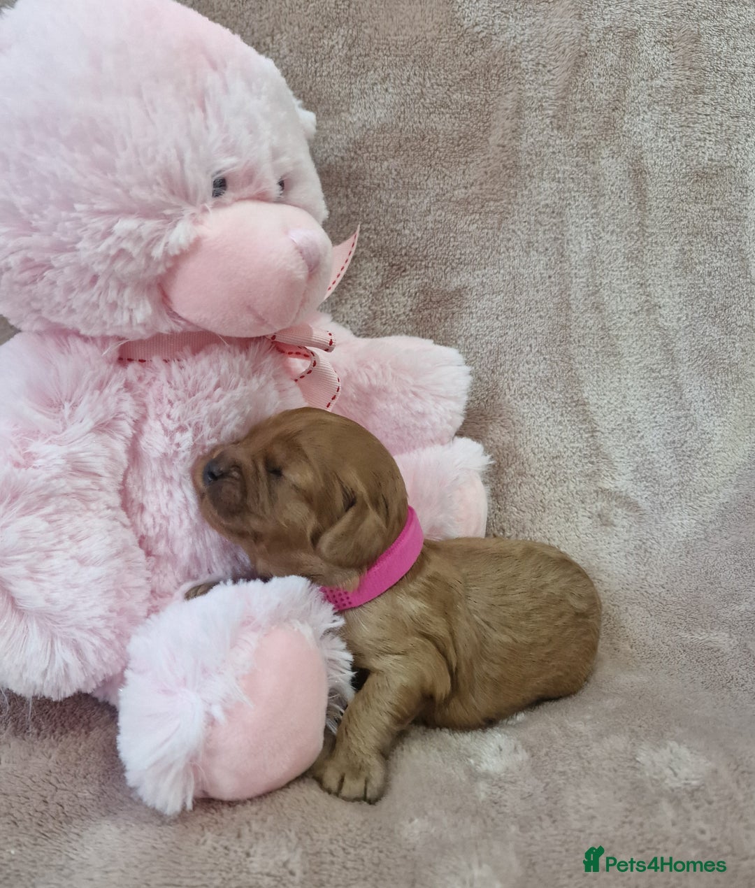 Cavapoo dogs for sale: Beautiful F1 Cavapoo puppies - Image 7
