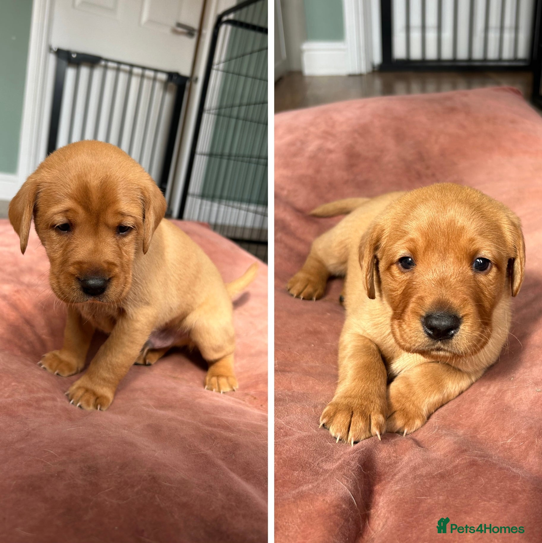 Labrador Retriever dogs Beautiful KC Fox Red Labrador puppies for sale  - Advert 1