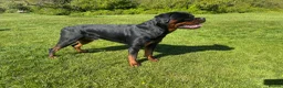 Rottweiler dogs for stud: 🔥 STUD AVAILABLE – BRUNO 🔥 in Hull - Advert 3