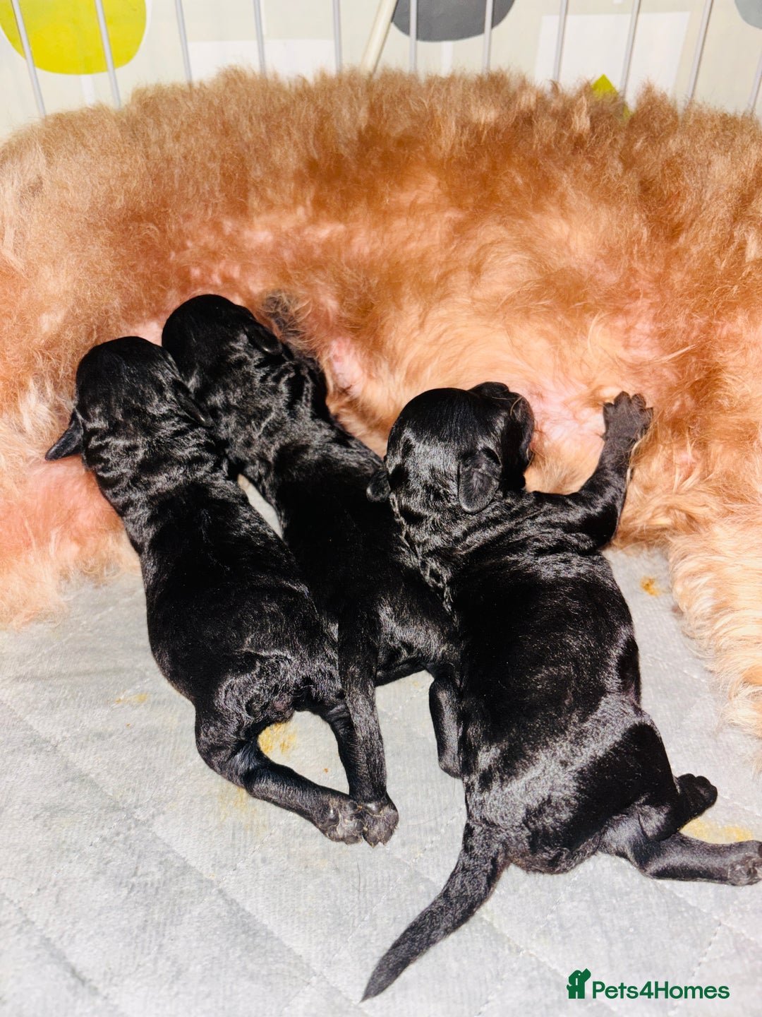 Labradoodle dogs for sale: Miniature Labradoodles - Advert 5