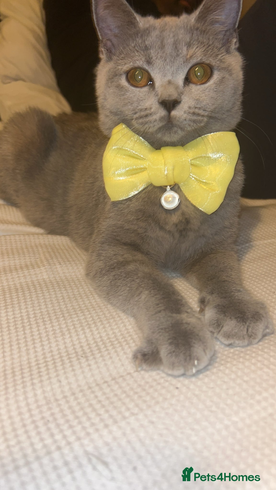 British Shorthair cats 6 beautiful British short hair kittens - Advert 3